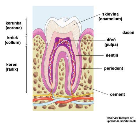 Anatomická štruktúra zuba s detailom zubného cementu a Sharpeyových vlákien