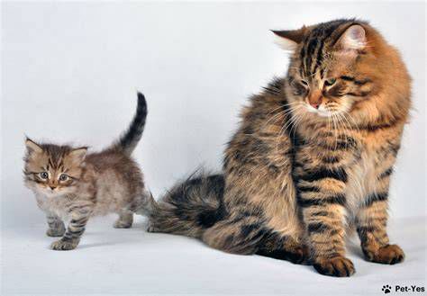 Котенок и взрослая кошка
