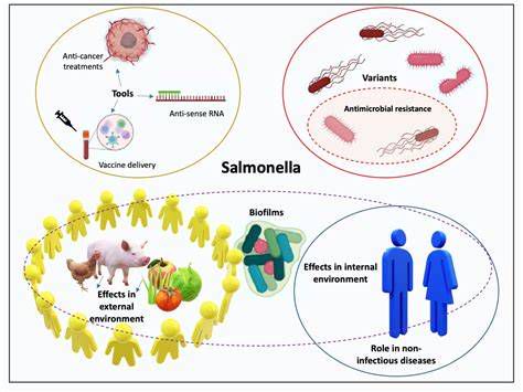 Schéma prenosu baktérie Salmonella typhi cez kontaminovanú vodu a potraviny