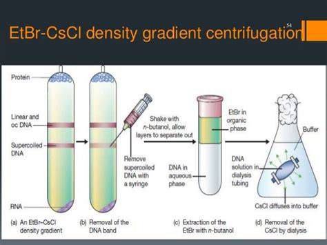 Princíp ultracentrifugácie DNA v CsCl gradiente