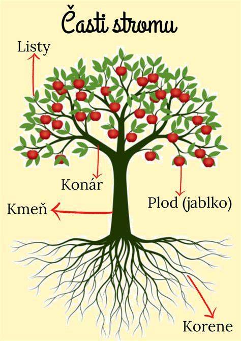 Schéma kotvenia stromu v pôde