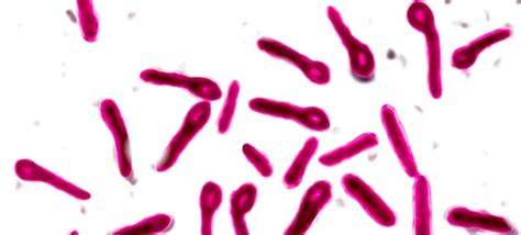 Bakterie Clostridium tetani pod mikroskopem