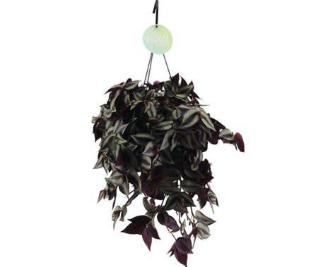 Tradescantia v závesnom kvetináči