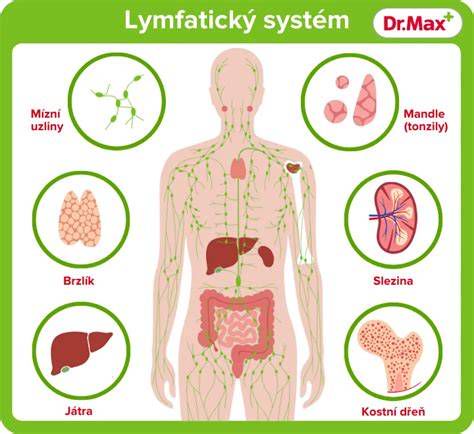 Schéma lymfatického systému