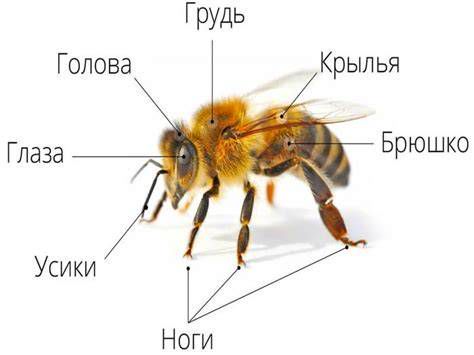 Schéma anatomickej štruktúry konečníka s vyznačenými hemoroidmi