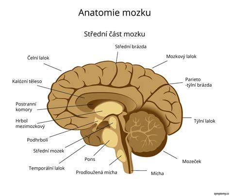 Prierez konským kopytom s vyznačenými časťami