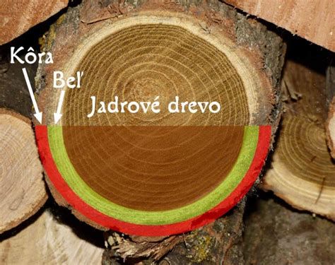 Detailná štruktúra dreva napadnutého škodcami